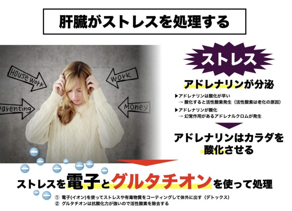 肝臓がグルタチオンを使ってストレスを処理することを説明する図