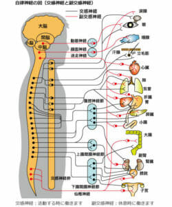 副交感神経が活発になり、心拍数は減り、胃腸の働きは活発になっているイメージ画像