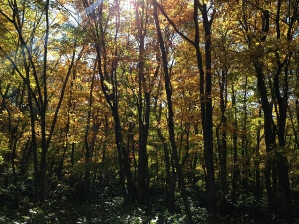 ストレスで便秘になったときにリラックスさせてくれる自然のイメージ