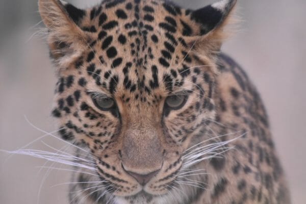 ストレスでアドレナリンが出ている虎の画像