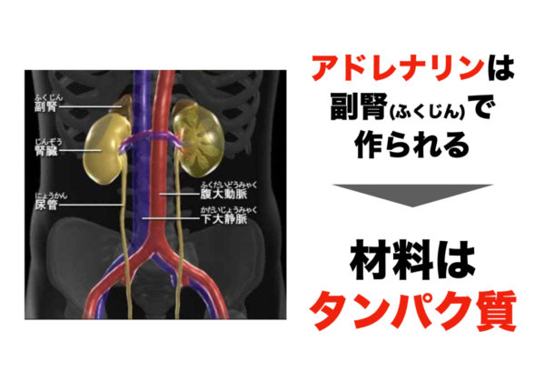 アドレナリンが夫人で作られていて、材料がタンパク質であることを説明した画像