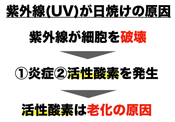 紫外線がなぜ廊下に繋がるのか説明している画像