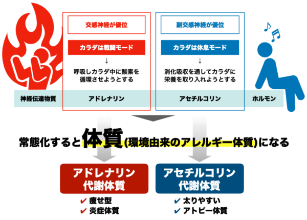 交感神経と副交感神経が代謝体質に関係していることを分かりやすくまとめた画像