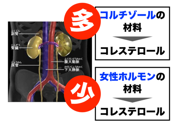 コルチゾールと女性ホルモンの関係性を説明した画像