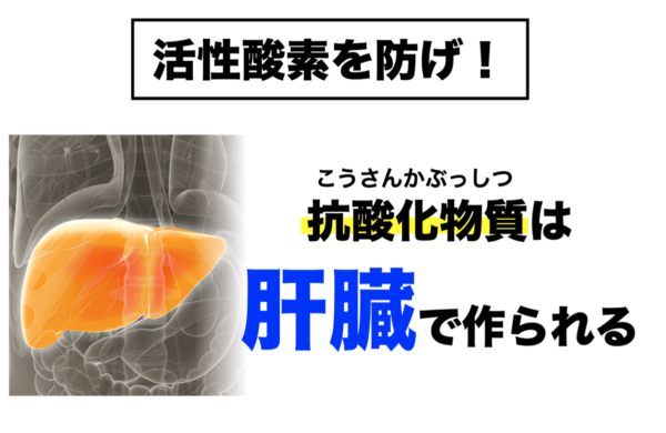 老化を防ぐために肝臓が抗酸化物質をつくっていることを説明した画像