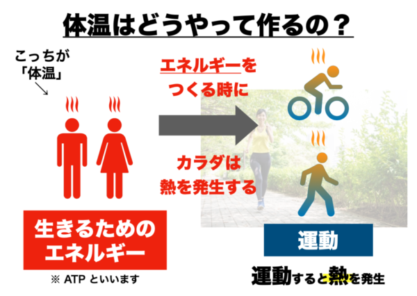 体温がどう作られるか分かりやすく説明した画像