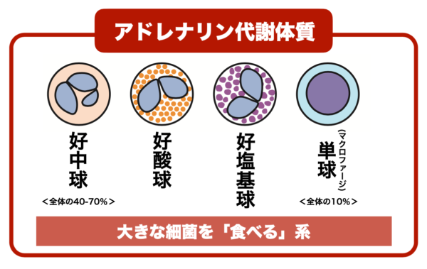 カラダの中にある白血球の種類についてわかりやすくまとめたイメージ
