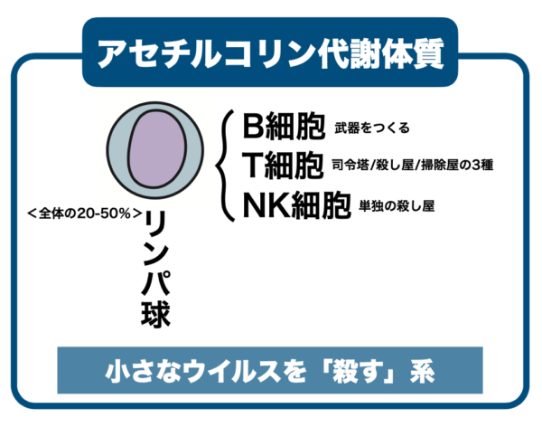 リンパ球について分かりやすくまとめた画像