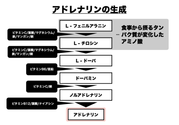 朝ごはんはぱんかご飯かどちらがいいか説明するためのアドレナリンについて分かりやすくまとめた画像