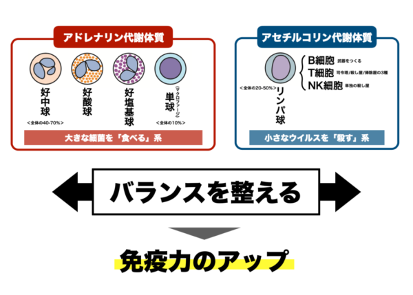 「食べる」系の白血球と「殺す」系の白血球とがバランスよく働くことで総合的な免疫力はアップすることを表した画像