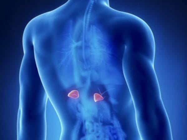 身体の中の副腎の位置を説明するイメージ