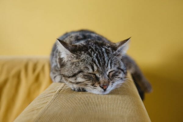 夕方に眠くて仕方がないイメージ