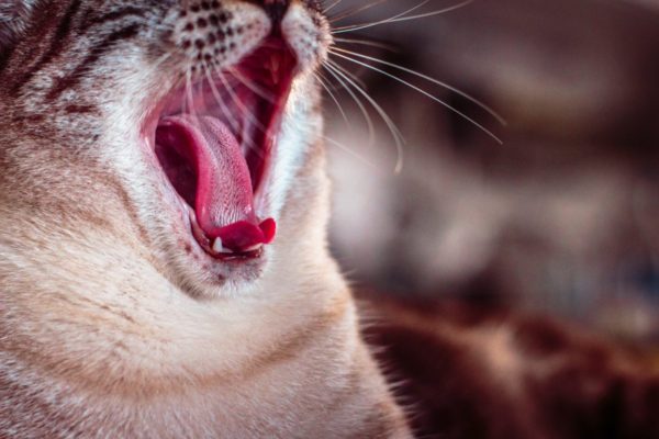 喉の奥に異物は入ることによって大急ぎで吐き出そうとしている動物のイメージ