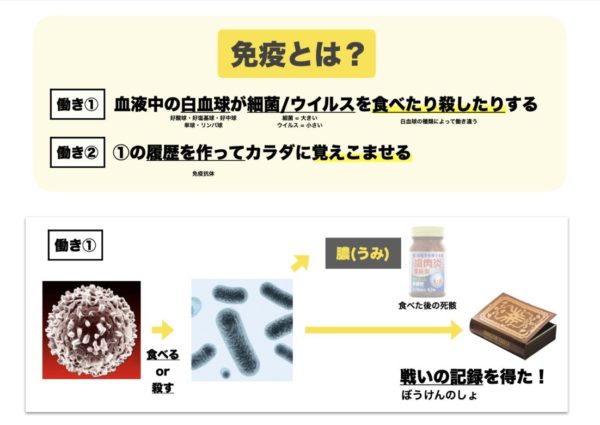 科学的な免疫の働きについて詳しく説明する図