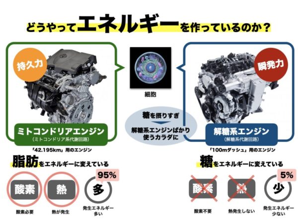 痩せにくい体質を説明するために細胞の中にあるミトコンドリア系代謝回路を説明する図