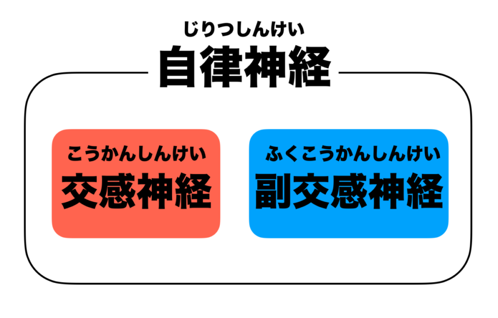 自律神経が交感神経と副交感神経からできていることをまとめている画像