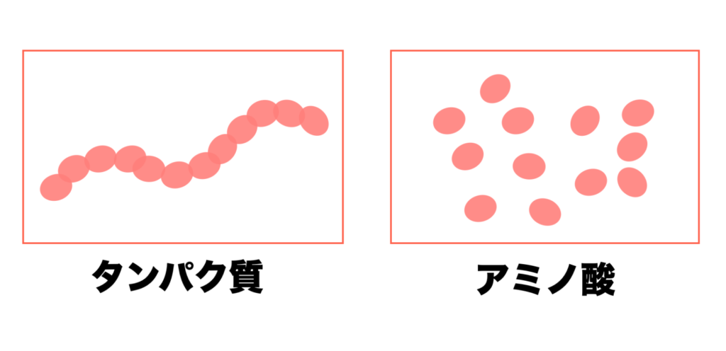 タンパク質はアミノ酸が連なってできていることを説明している画像