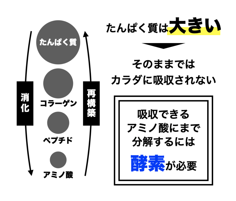 タンパク質やコラーゲンをアミノ酸という形に分解するには酵素(こうそ)が必要ということをわかりやすくまとめた画像