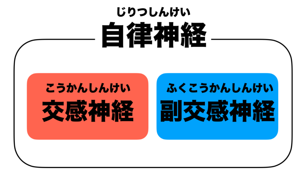 自律神経は交感神経と副交感神経という逆の働きをする2つに分かれていることを表した画像
