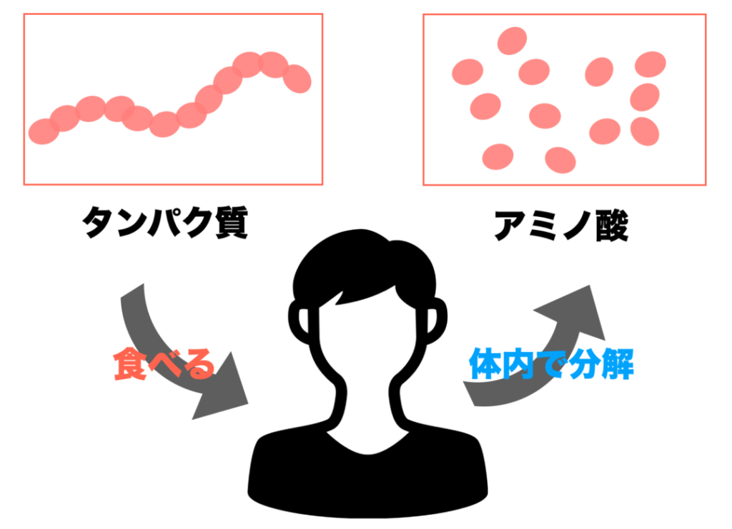 タンパク質を食べてアミノ酸に分解されるまでの過程をわかりやすく表した画像