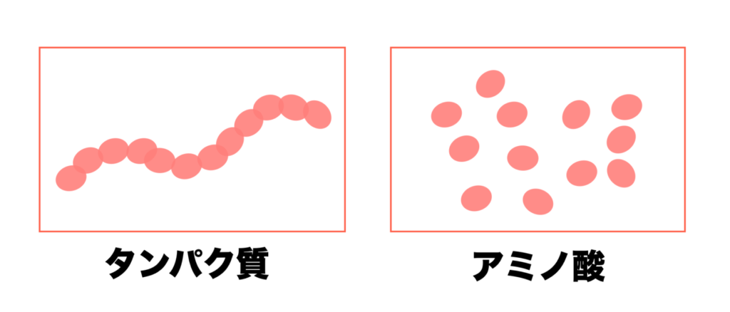 タンパク質とアミノ酸の違いを分かりやすくまとめた画像