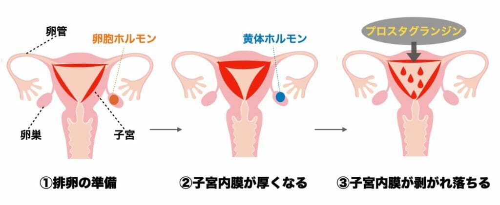 月経・生理の仕組みについて分かりやすくまとめた画像