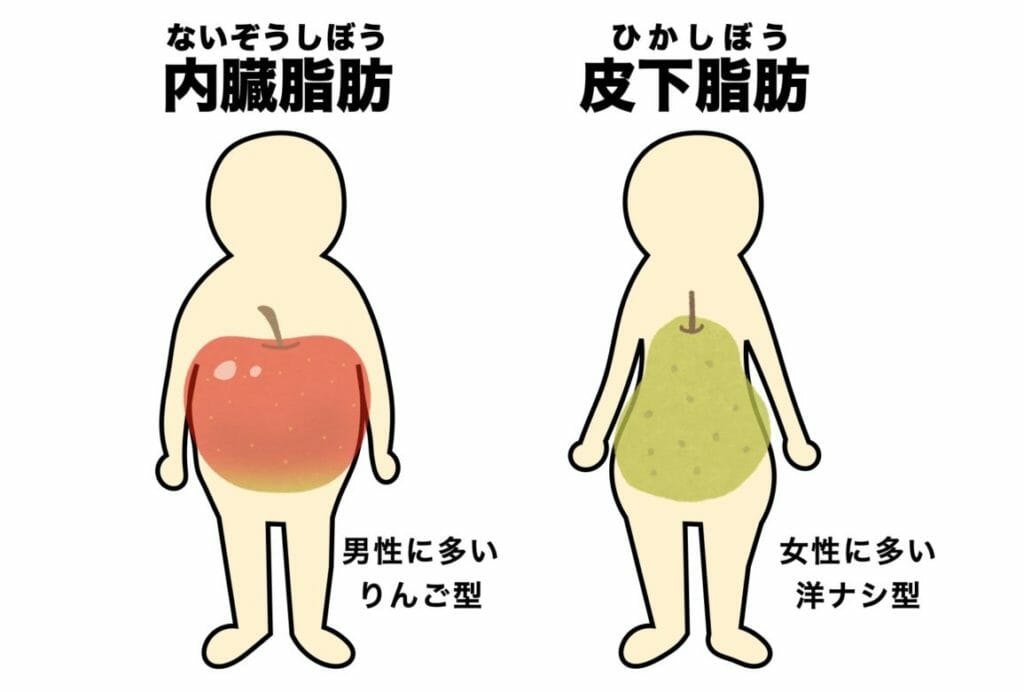 更年期で太る女性は下半身部鳥が多いことをわかりやすく表した画像