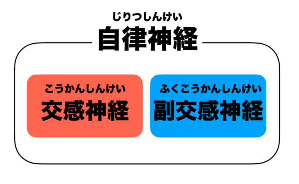 自律神経は交感神経と副交感神経で」できていることをまとめた画像