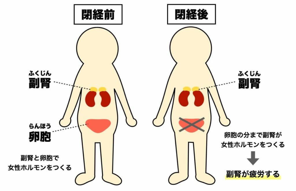 更年期で太ってしまう原因は副腎が女性ホルモンを分泌しすぎて疲れていることに関係していると表した図