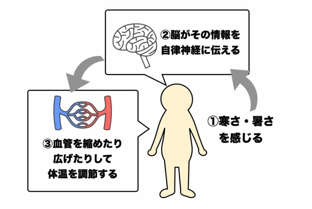 体温がつくられるメカニズムについて自律神経がどのような働きをしているのか説明した画像
