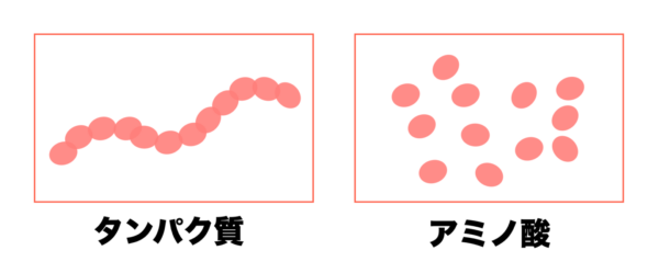 タンパク質とアミノ酸の違いについて分かりやすくまとめた画像