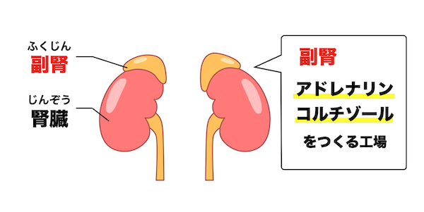 コルチゾールとアドレナリンがつくられている副腎のイメージ