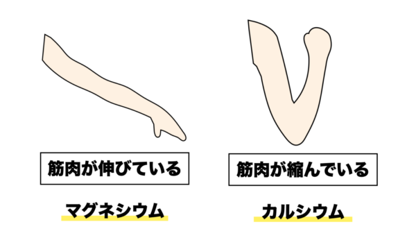 腸の筋肉の伸び縮みを説明している画像