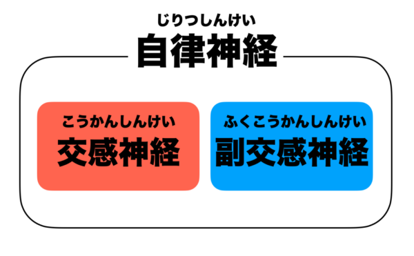 自律神経と服交換新家と交感神経のイメージ