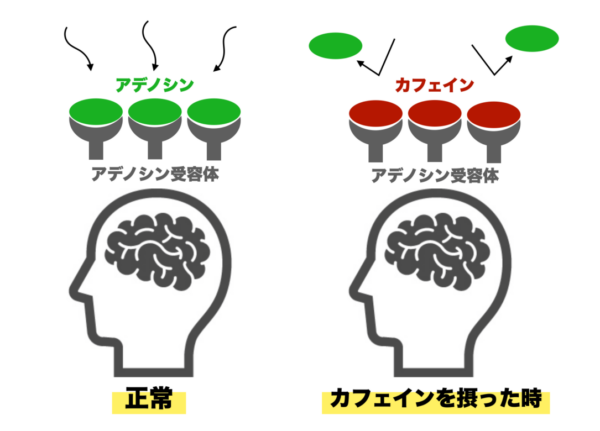 コーヒーを飲んだときにカフェインとアデノシンがどう作用するのか説明したイメージ