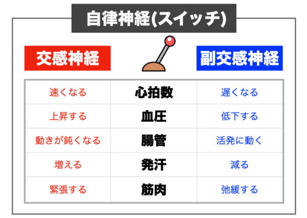 自律神経と便秘の関係について説明したイメージ