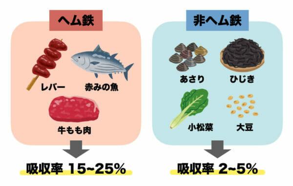 非ヘム鉄とヘム鉄の吸収率の違いについて分かりやすくまとめたイメージ