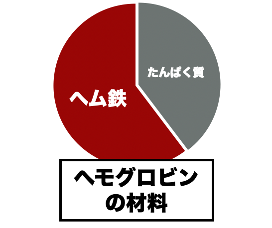 ヘモグロビンの材料は【ヘム鉄】と【タンパク質】だということを説明したイメージ
