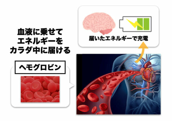 ヘモグロビンが全身へエネルギーを届けているイメージ