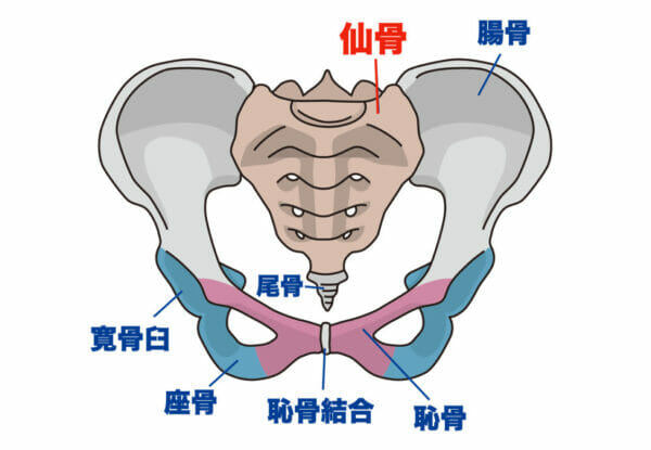 カイロを貼って痩せる場所仙骨の場所がわかる骨のイメージ