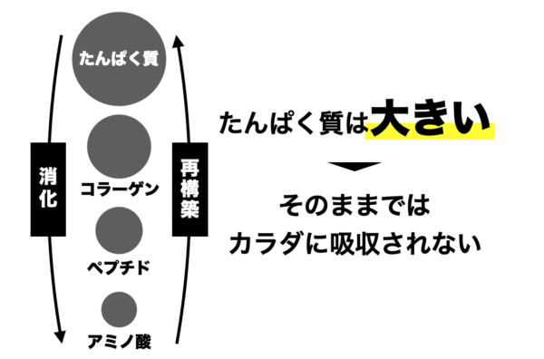 タンパク質の吸収はアミノ酸に分解しないとできないことを説明した画像
