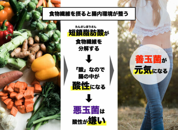 春キャベツに含まれる食物繊維をとると善玉菌が元気になり腸内環境が良くなることを説明した画像イメージ