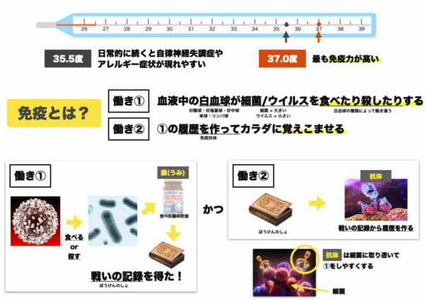 カンジダの原因と関係するる白血球のはたらきと免疫力についてまとめた資料のイメージ