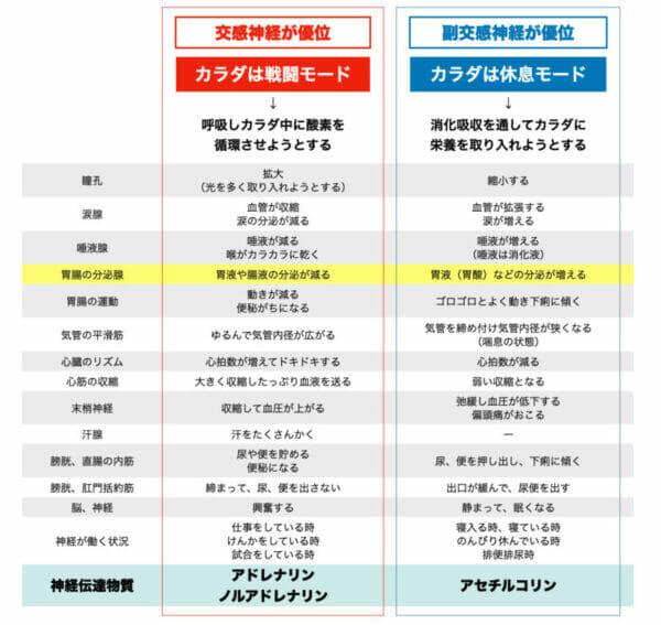 交感神経優位になると胃液の分泌量が減ることを表したイメージ