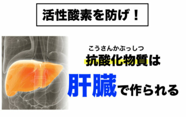 日焼けによって発生する活性酸素をやっつける抗酸化物質をつくるのは肝臓だと説明したイメージ