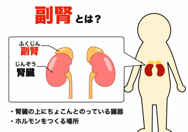 女性ホルモンをつくっている場所である副腎のイメージ