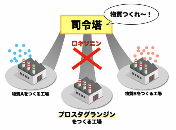 ロキソニンを飲むと痛みを引き起こすプロスタグランジンの分泌を説明したイメージ