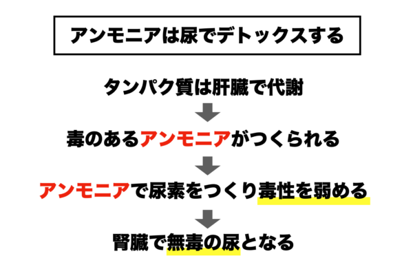 アンモニアは肝臓が尿でデトックスすることをわかりやすくまとめたイメージ