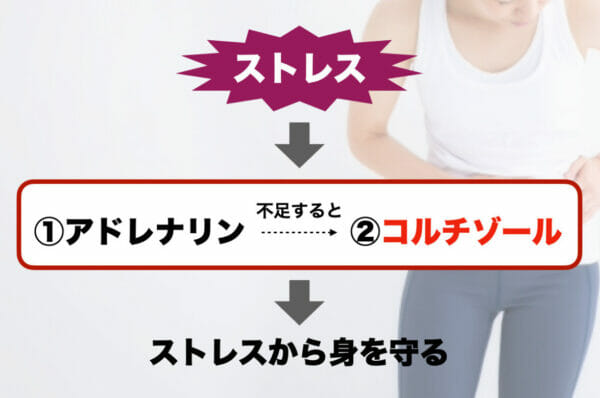 ストレスを受けた後の流れをわかりやすくまとめているイメージ