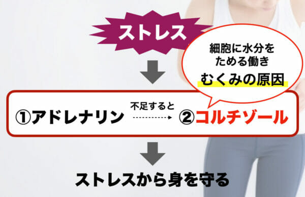 コルチゾールにはむくみの原因となる問題があることを説明したイメージ